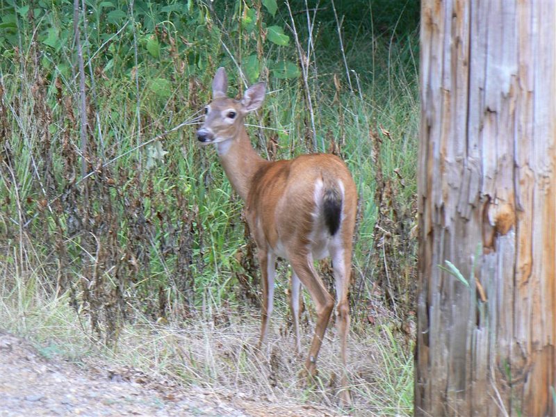 117-Along the road.JPG